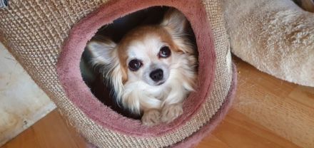 Unsere Langhaar Chihuahua Hündin hat am 20.07.2022 4