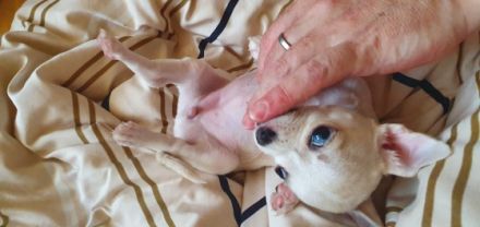 Unsere Langhaar Chihuahua Hündin hat am 20.07.2022 4