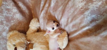 Unsere Langhaar Chihuahua Hündin hat am 20.07.2022 4