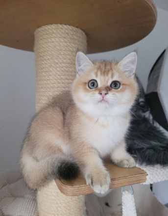 BKH in Golden Chinchilla Ein wunderschöner Wurf hat das