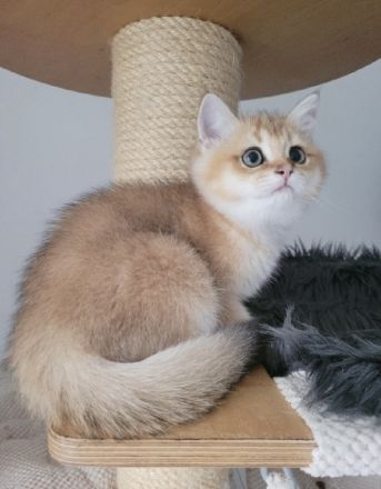 BKH in Golden Chinchilla Ein wunderschöner Wurf hat das