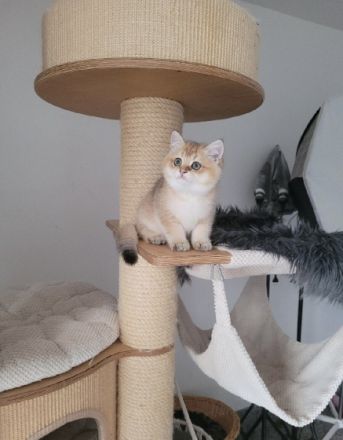 BKH in Golden Chinchilla Ein wunderschöner Wurf hat das