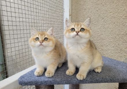 BKH in Golden Chinchilla Ein wunderschöner Wurf hat das