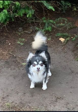 Suche dringend ein neues zu Hause für den kleinen da