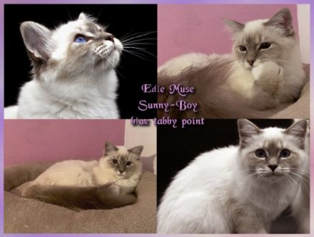 Sunny und Summer, Langjährige liebevolle HCM & PKD