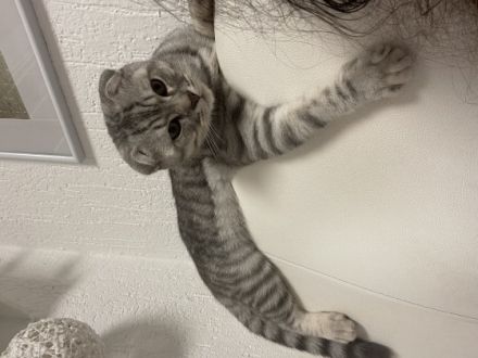 Das ist Aladdin, er ist 9 Monate alt geimpft und