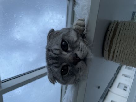 Das ist Aladdin, er ist 9 Monate alt geimpft und