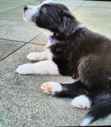 Border Collie Welpe Hündin schwarz weiß