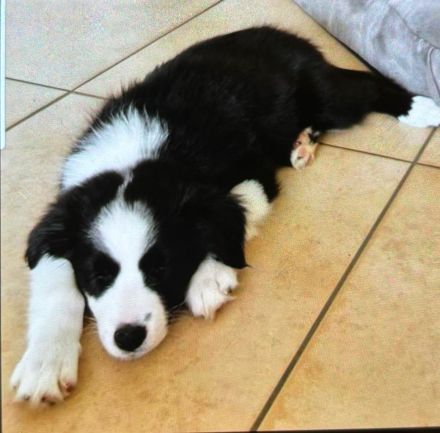 Border Collie Welpe Hündin schwarz weiß