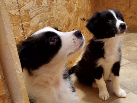 Border Collie Welpe Hündin schwarz weiß