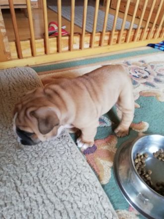 Unsere kleinen Speckhasen reine Englische Bulldoggen