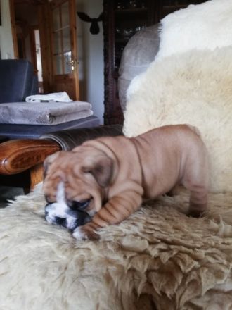Unsere kleinen Speckhasen reine Englische Bulldoggen