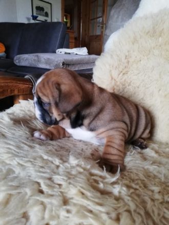 Unsere kleinen Speckhasen reine Englische Bulldoggen