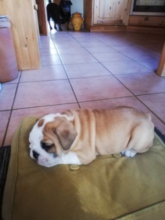 Unsere kleinen Speckhasen reine Englische Bulldoggen