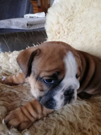 Unsere kleinen Speckhasen reine Englische Bulldoggen
