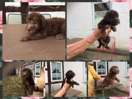 5 wunderschöne reinrassige BedlingtonTerrierRüden (2