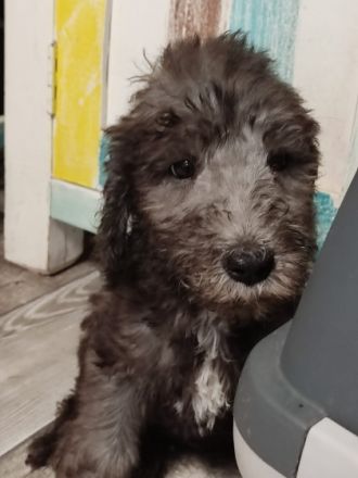 5 wunderschöne reinrassige BedlingtonTerrierRüden (2