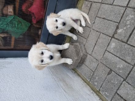 Unsere kleinen Goldie Welpen suchen zum 15.10.2022 ein