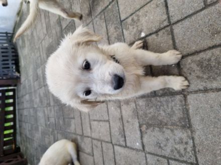 Unsere kleinen Goldie Welpen suchen zum 15.10.2022 ein