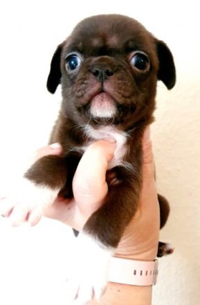 Wir haben noch 4 kleine Welpen die ab Oktober ein neues