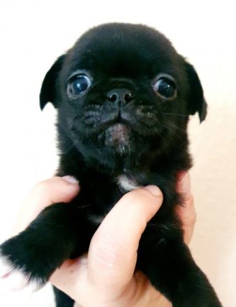 Wir haben noch 4 kleine Welpen die ab Oktober ein neues