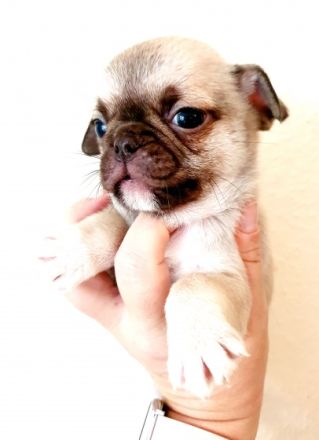 Wir haben noch 4 kleine Welpen die ab Oktober ein neues