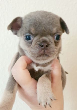 Wir haben noch 4 kleine Welpen die ab Oktober ein neues