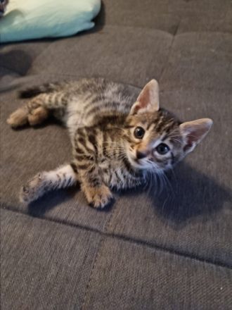 Am 10.07.2022 sind 5 wunderschöne Rassekatzenbabys zur