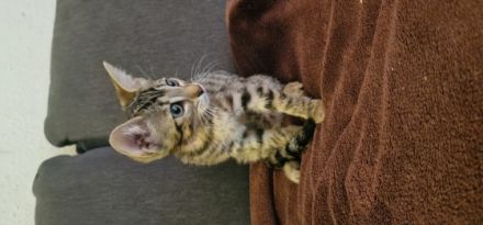 Am 10.07.2022 sind 5 wunderschöne Rassekatzenbabys zur