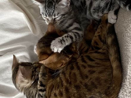 Hallo einen schönen guten Tag  Ich biete hier 2