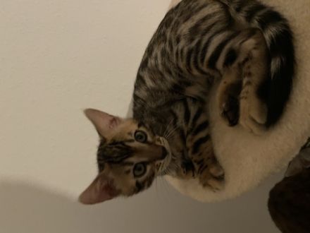 Hallo einen schönen guten Tag  Ich biete hier 2