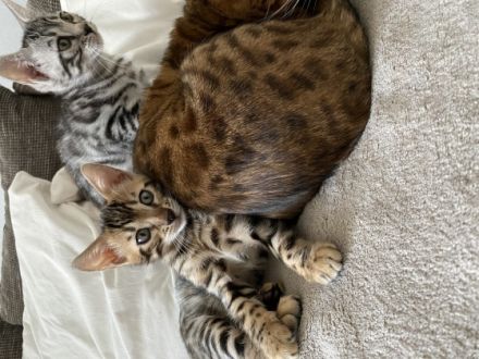 Hallo einen schönen guten Tag  Ich biete hier 2