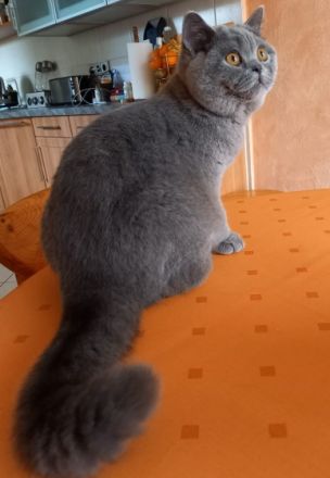 Wir haben wieder wunderschönen Nachwuchs in blue und