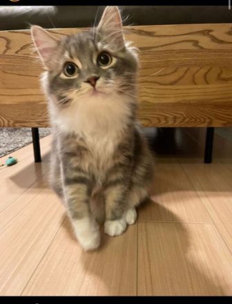 Schönes, sehr soziales Norwegisches Waldkätzchen, fühlt