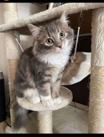 Schönes, sehr soziales Norwegisches Waldkätzchen, fühlt