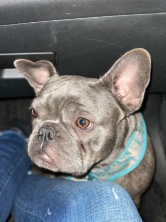 Mango, Zuchtverkleinerung Französische Bulldoggen