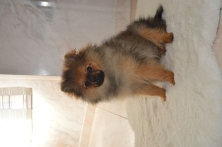 Zwei Pomeranian Zwergspitz Welpen suchen ab sofort ein