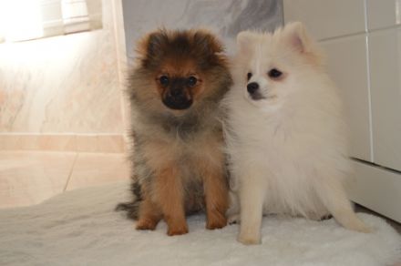 Zwei Pomeranian Zwergspitz Welpen suchen ab sofort ein