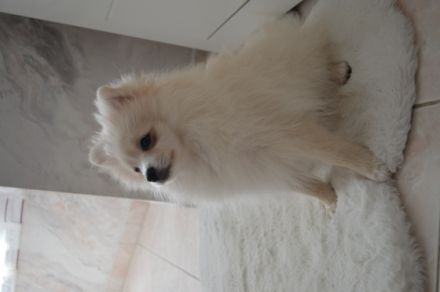 Zwei Pomeranian Zwergspitz Welpen suchen ab sofort ein