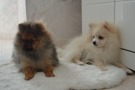 Zwei Pomeranian Zwergspitz Welpen suchen ab sofort ein