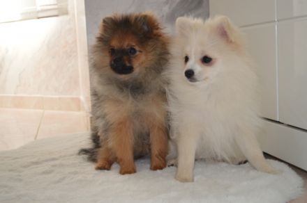 Zwei Pomeranian Zwergspitz Welpen suchen ab sofort ein