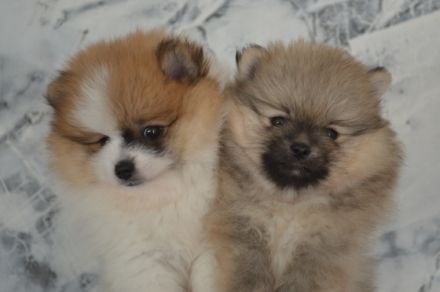 Zwei Pomeranian Zwergspitz Welpen suchen ein neues
