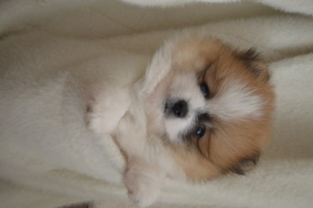 Zwei Pomeranian Zwergspitz Welpen suchen ein neues