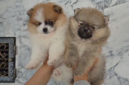 Zwei Pomeranian Zwergspitz Welpen suchen ein neues