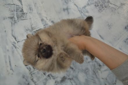 Zwei Pomeranian Zwergspitz Welpen suchen ein neues