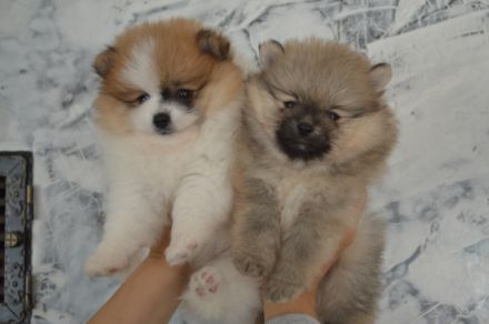 Zwei Pomeranian Zwergspitz Welpen suchen ein neues