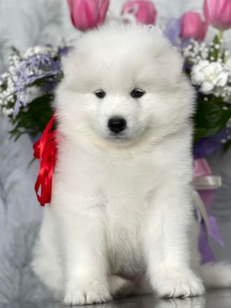 Unsere Reinrassigen und wunderschönen Samodeje Welpen