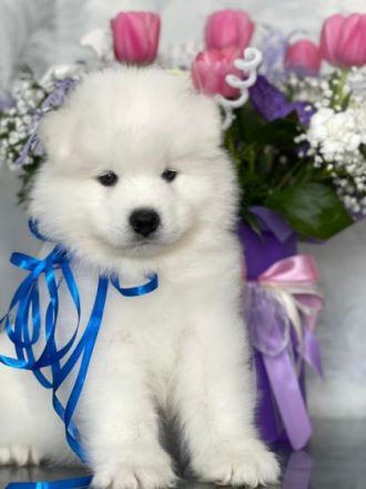 Unsere Reinrassigen und wunderschönen Samodeje Welpen