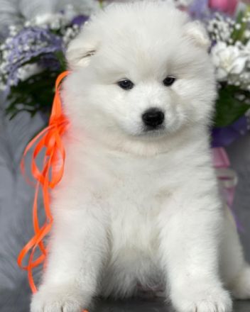 Unsere Reinrassigen und wunderschönen Samodeje Welpen