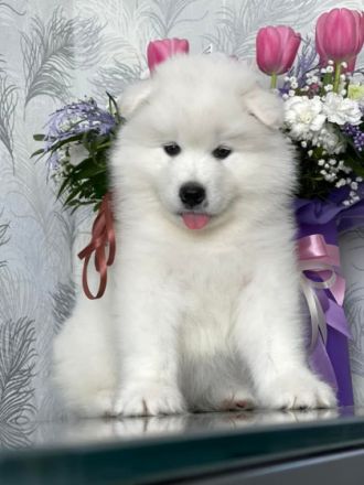 Unsere Reinrassigen und wunderschönen Samodeje Welpen